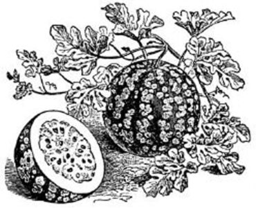 black and white illustration of a citron watermelon